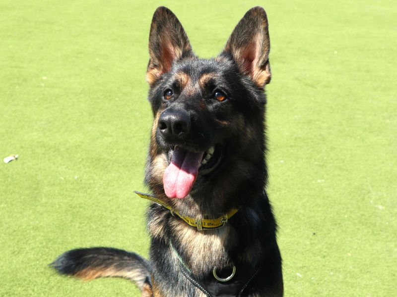 Roxy | German Shepherd Dog | Harefield West London - 3