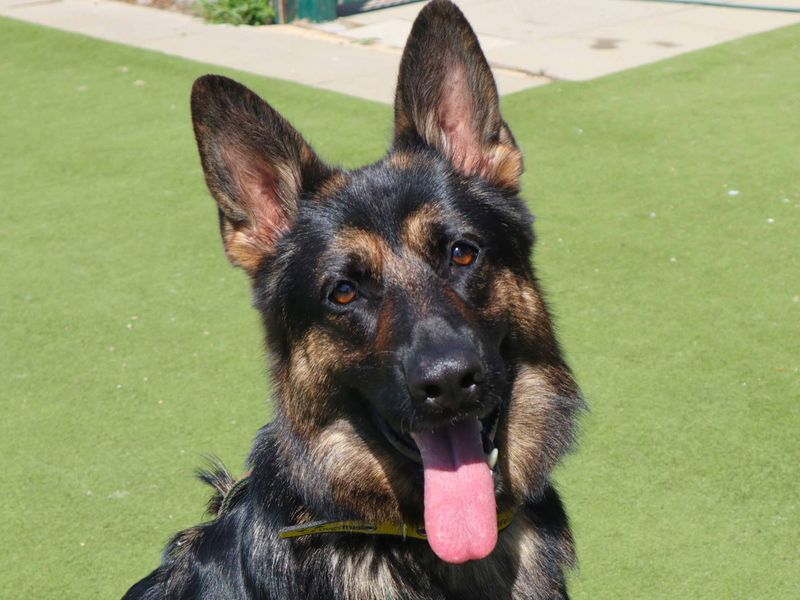 Roxy | German Shepherd Dog | Harefield West London - 1