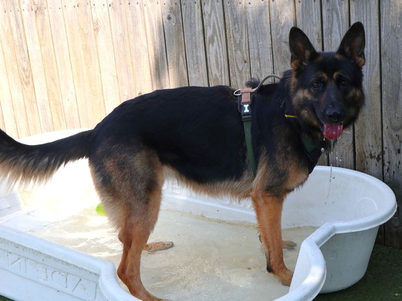 Roxy | German Shepherd Dog | Harefield West London - 2