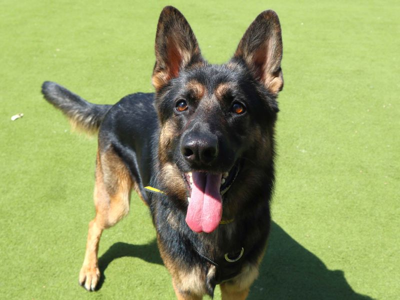 Roxy | German Shepherd Dog | Harefield West London - 4