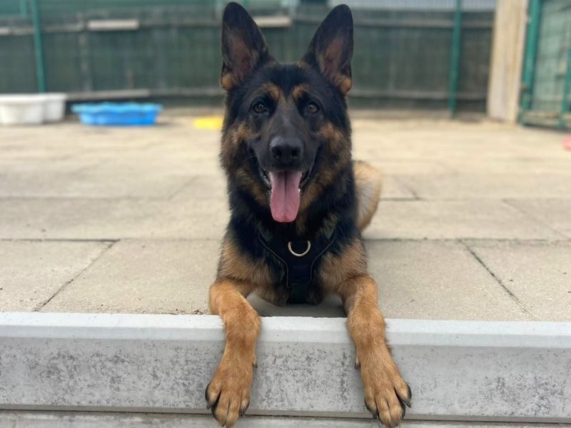 Roxy | German Shepherd Dog | Harefield West London - 5