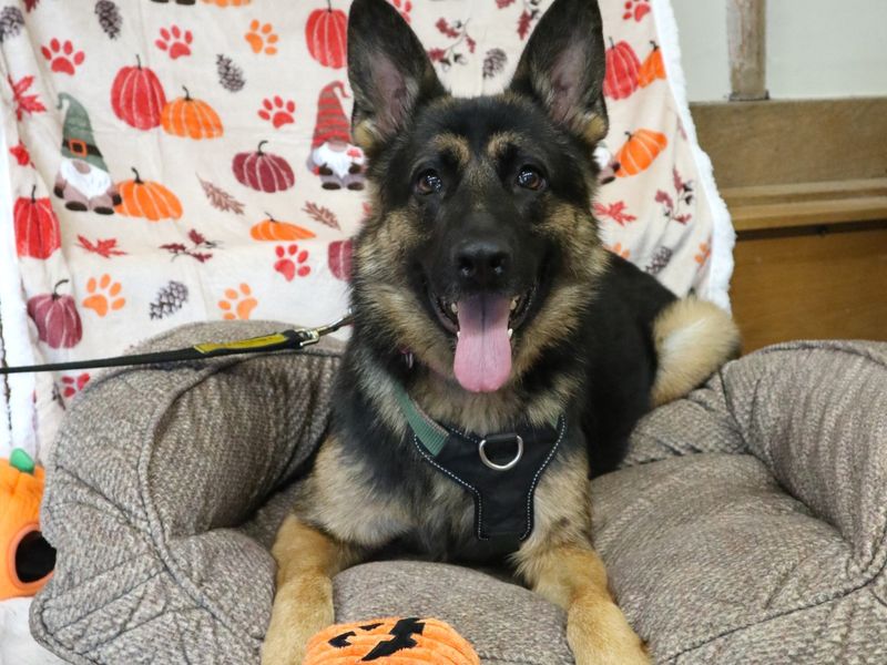 Roxy | German Shepherd Dog | Harefield West London - 6