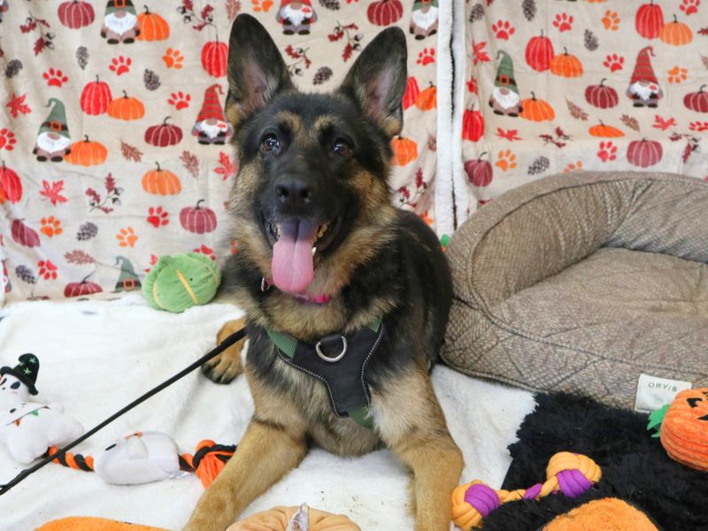Roxy | German Shepherd Dog | Harefield West London - 4