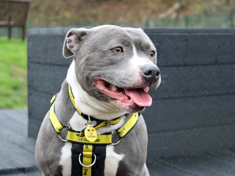 Staffordshire Bull Terrier for adoption in Liverpool, Merseyside – 3 years old - Image 4 of 5