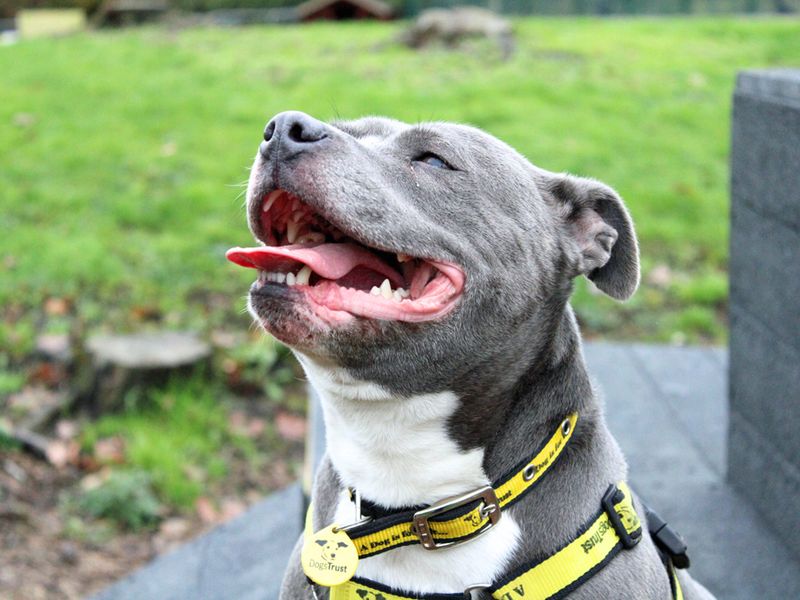 Staffordshire Bull Terrier for adoption in Liverpool, Merseyside – 3 years old