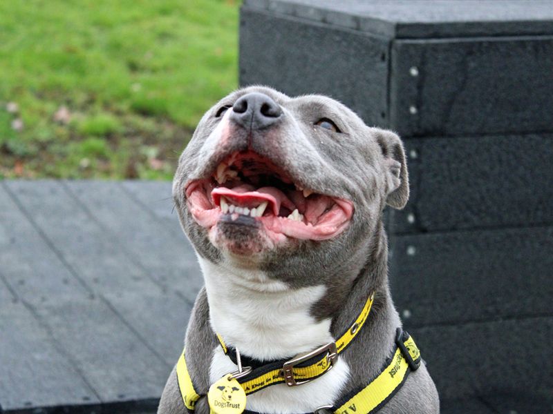 Staffordshire Bull Terrier for adoption in Liverpool, Merseyside – 3 years old - Image 5 of 5