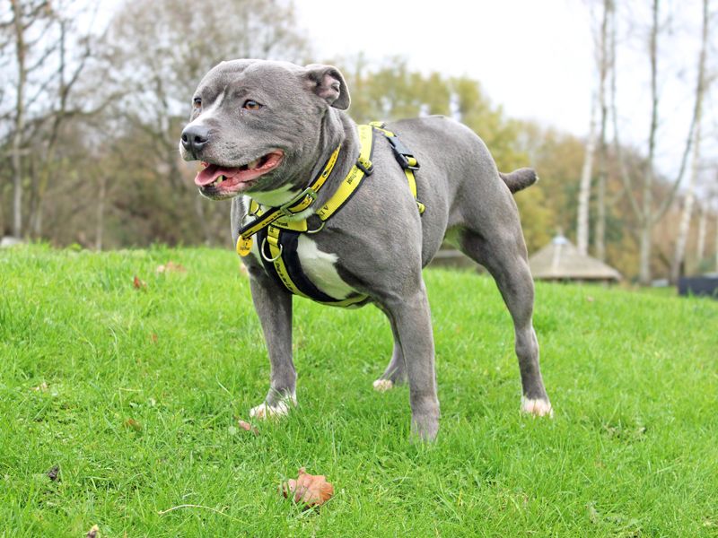 Staffordshire Bull Terrier for adoption in Liverpool, Merseyside – 3 years old - Image 2 of 5