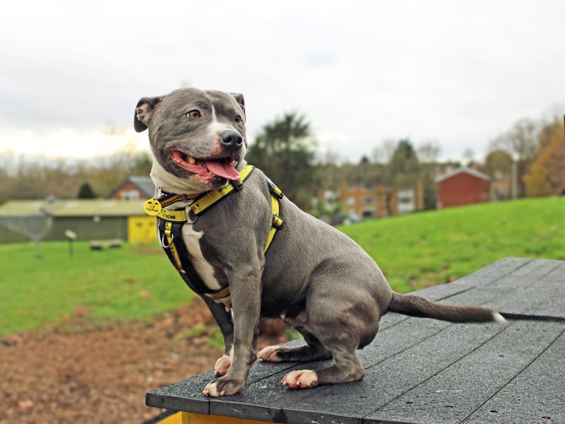 Staffordshire Bull Terrier for adoption in Liverpool, Merseyside – 3 years old - Image 3 of 5