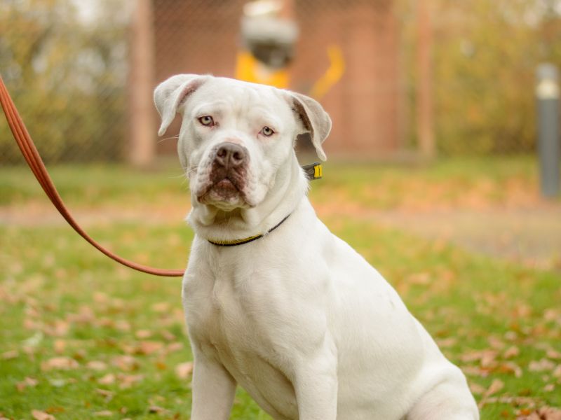 American Bulldog for adoption in Kenilworth, Warwickshire – 1 year old - Image 3 of 4