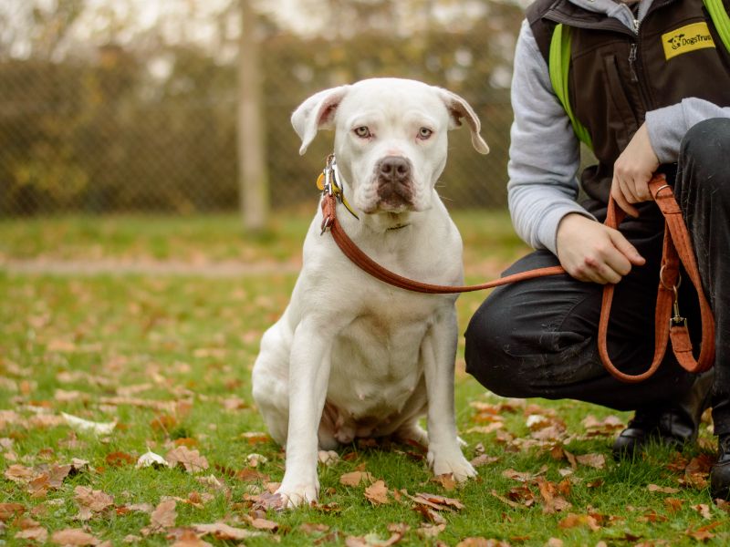American Bulldog for adoption in Kenilworth, Warwickshire – 1 year old - Image 4 of 4