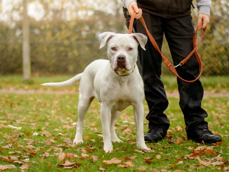 American Bulldog for adoption in Kenilworth, Warwickshire – 1 year old - Image 2 of 4