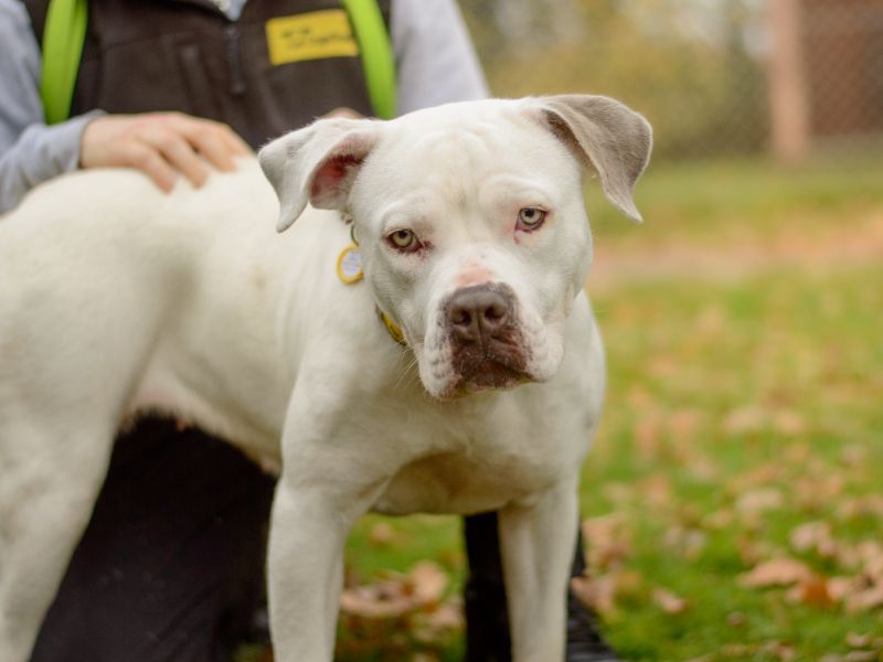 American Bulldog for adoption in Kenilworth, Warks – 1 year old