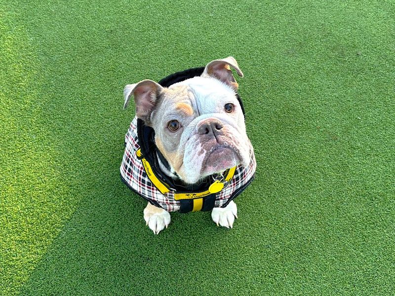 English Bulldog for adoption in Chestfield, Kent – 4 years old - Image 3 of 3