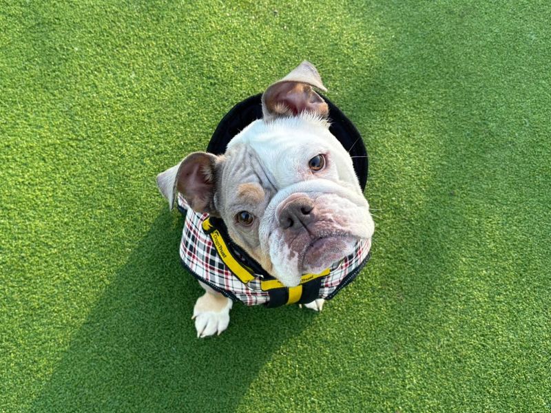 English Bulldog for adoption in Chestfield, Kent – 4 years old