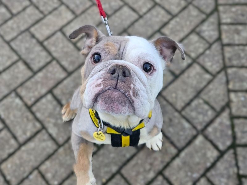 English Bulldog for adoption in Chestfield, Kent – 4 years old - Image 2 of 3