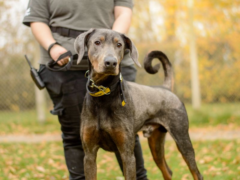 Mr Freckles | Dobermann | Kenilworth (West Midlands) - 1