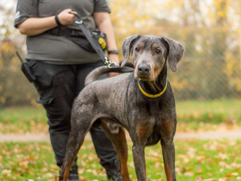 Doberman for adoption in Kenilworth, Warwickshire – 2 years old - Image 3 of 6