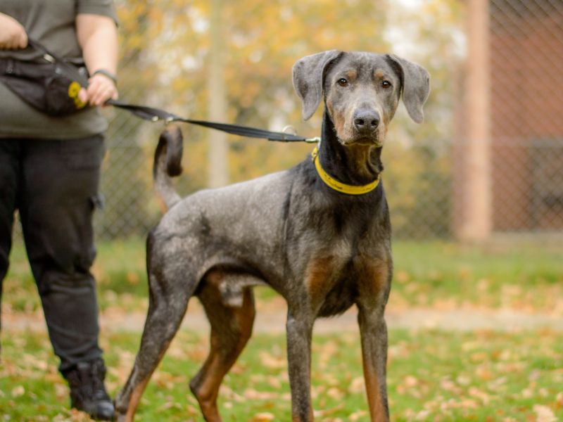 Doberman for adoption in Kenilworth, Warwickshire – 2 years old - Image 4 of 6
