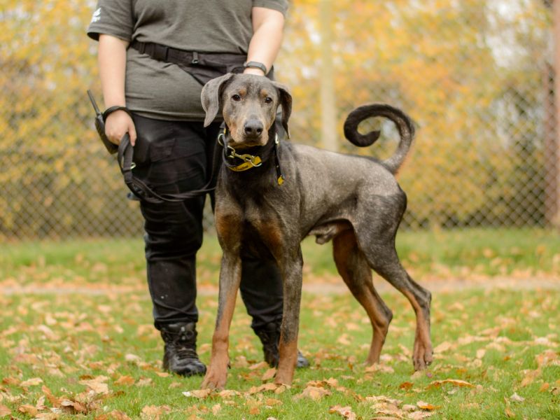 Doberman for adoption in Kenilworth, Warwickshire – 2 years old - Image 2 of 6
