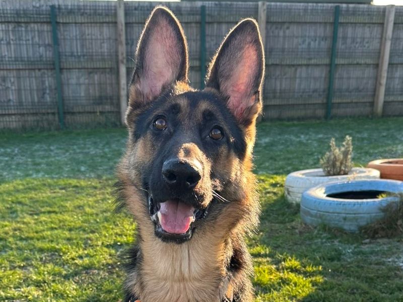 German Shepherd for adoption in Uxbridge, London – 9 months old