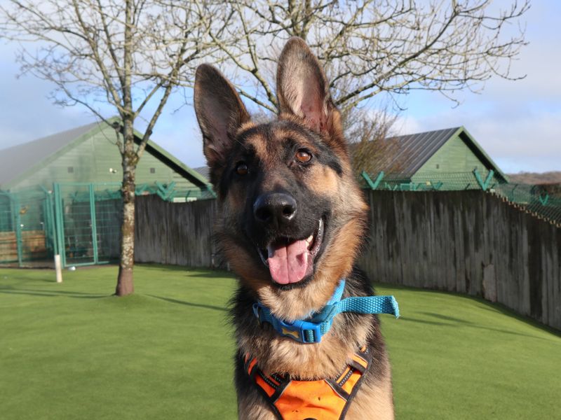 Aiden | German Shepherd Dog | Harefield West London - 1