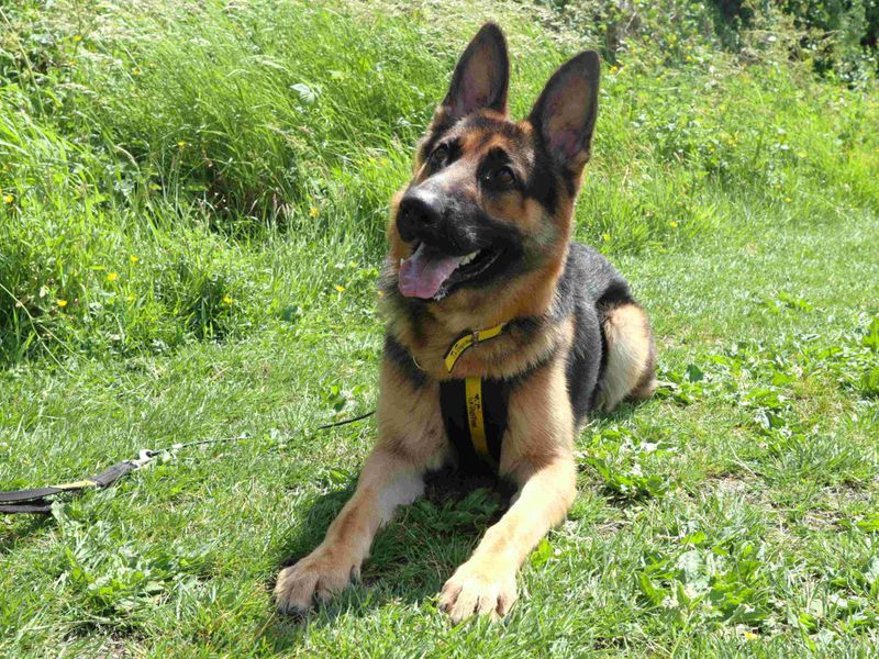 Aiden | German Shepherd Dog | Harefield West London - 4