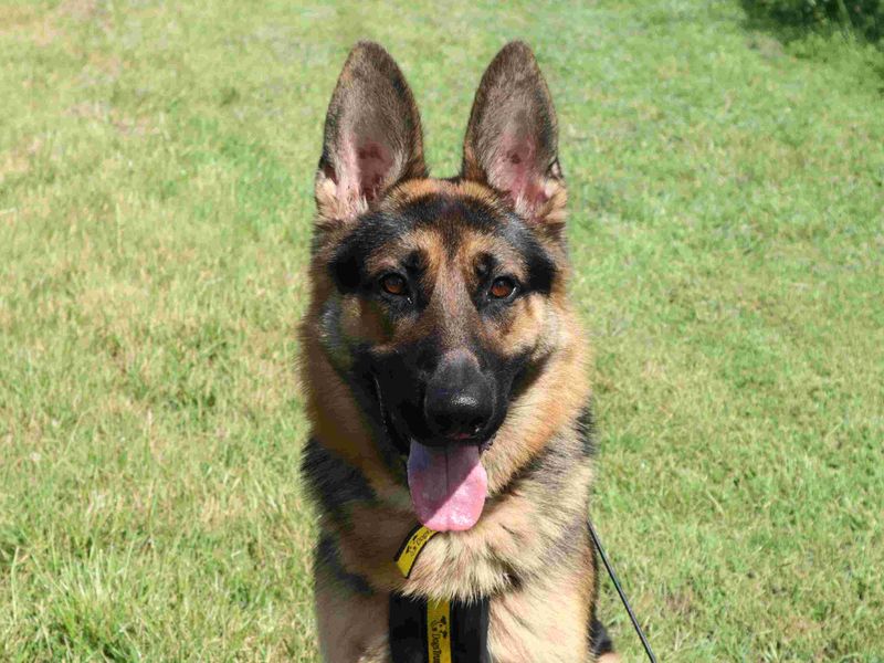 Aiden | German Shepherd Dog | Harefield West London - 5