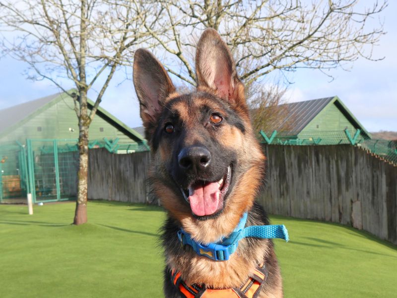 Aiden | German Shepherd Dog | Harefield West London - 6
