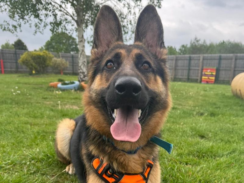 Aiden | German Shepherd Dog | Harefield West London - 1