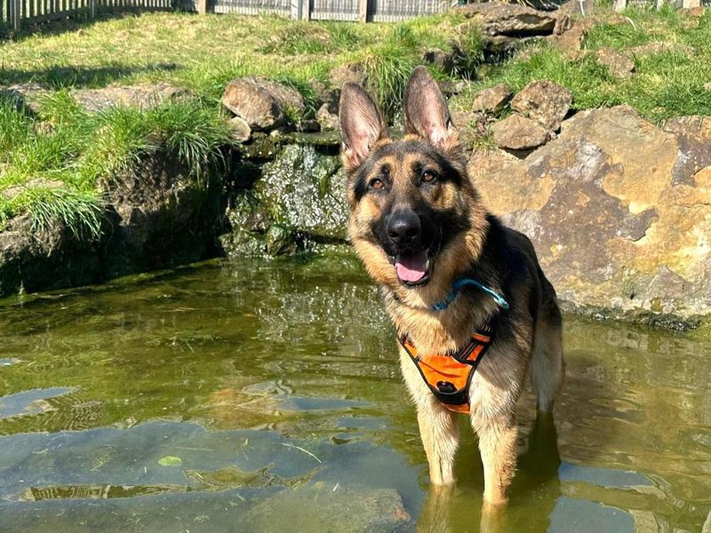 Aiden | German Shepherd Dog | Harefield West London - 2