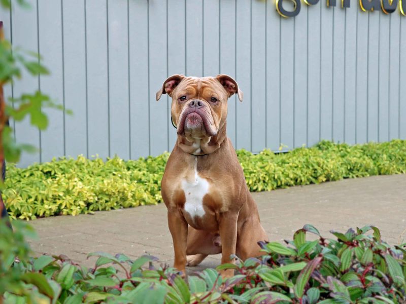 Vinnie | Bulldog | Darlington - 1