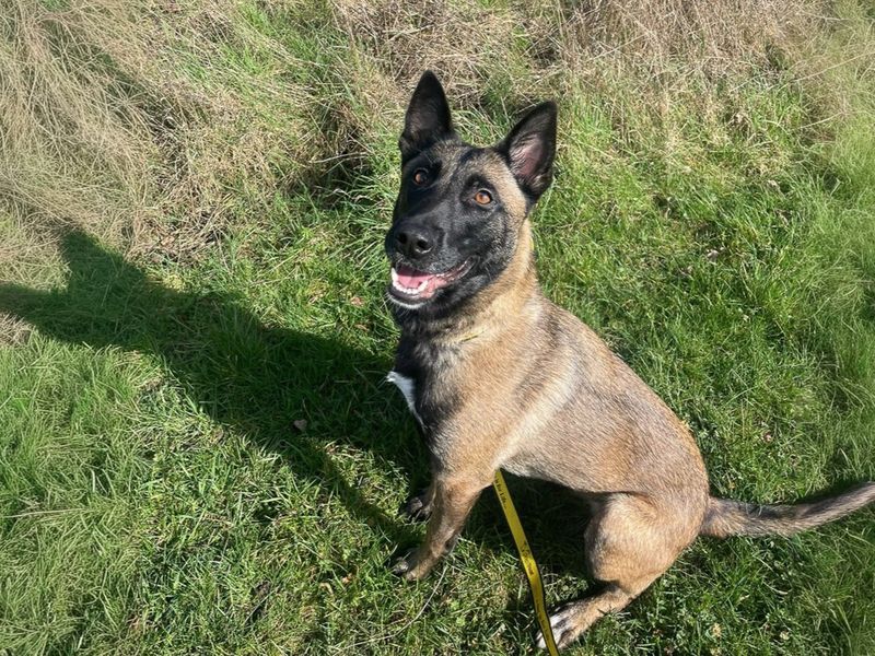 Kaya, a 2 years old female Belgian Shepherd available for adoption from Dogs Trust in Basildon, Essex