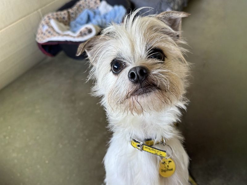 Pug Dogs And Puppies For Adoption