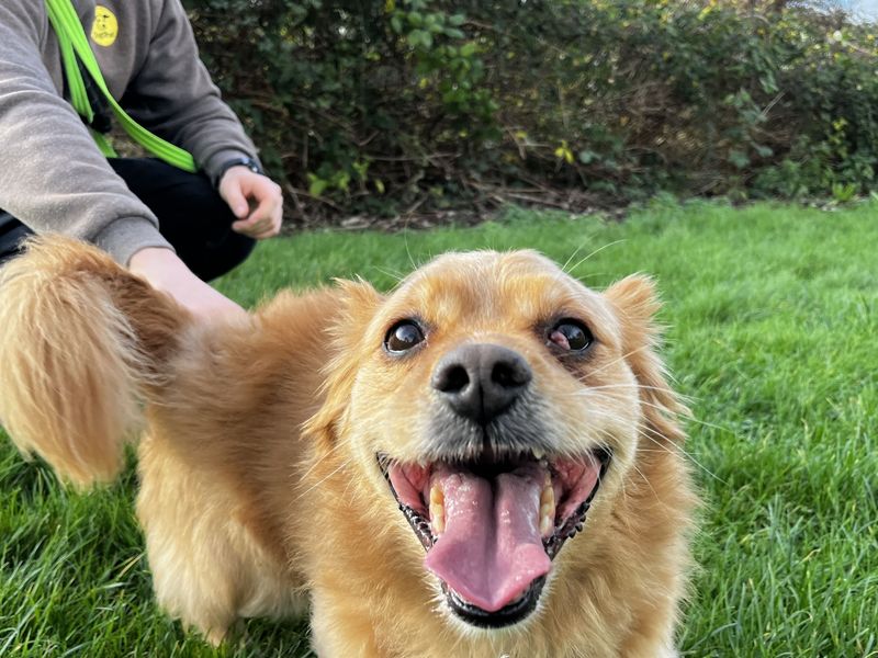 Milo, a 8 years old male Crossbreed available for adoption from Dogs Trust in Shoreham, West Sussex