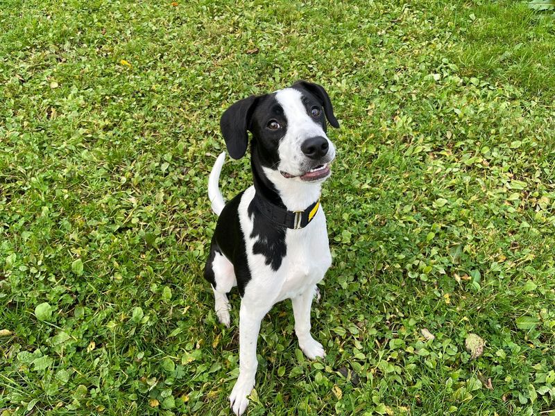 Border Collie for adoption in Mid Glamorgan, Wales – 8 months old