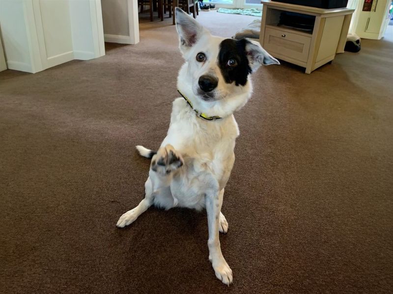 Starlight | Collie (Border) | Basildon (Essex) - 1