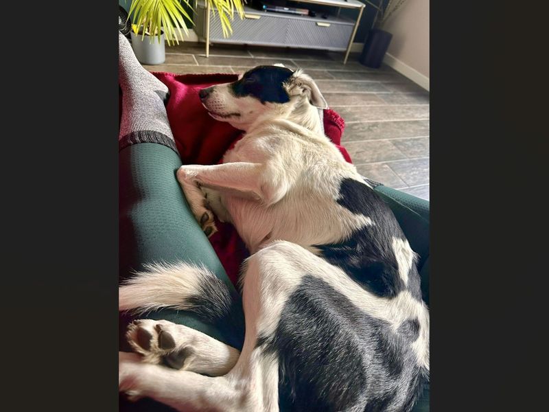undefined | Collie (Border) | undefined - 7