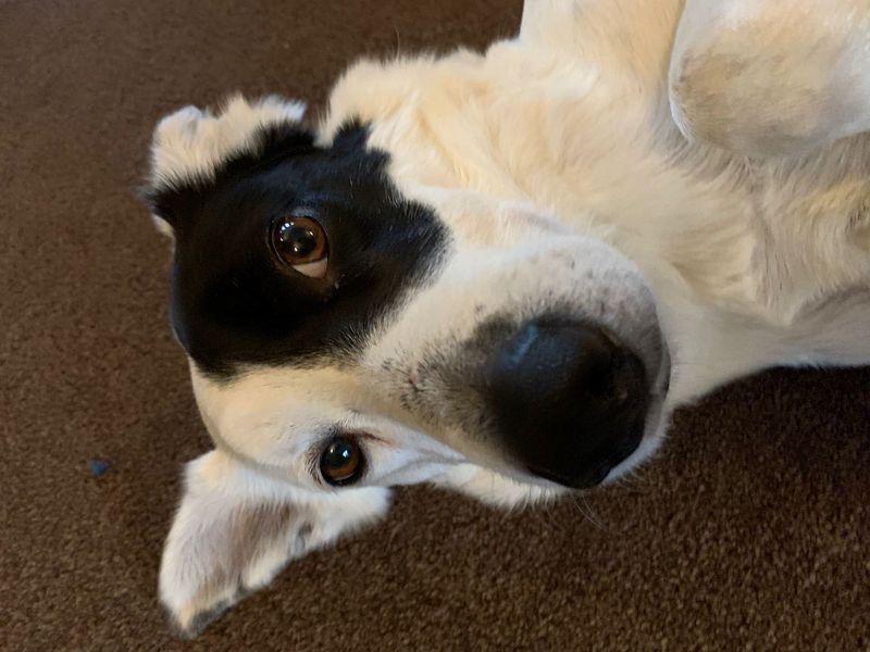 undefined | Collie (Border) | undefined - 8