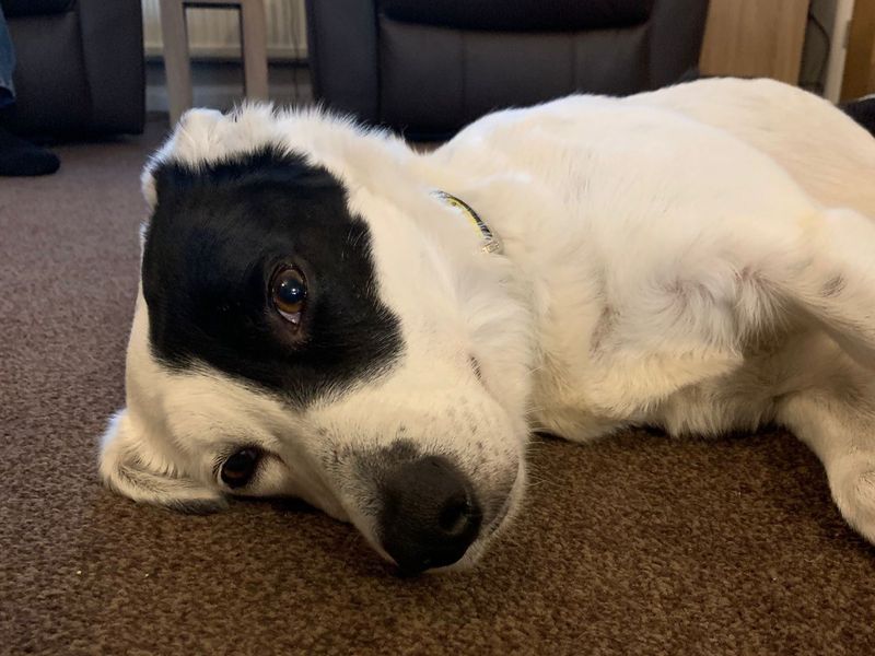 undefined | Collie (Border) | undefined - 10
