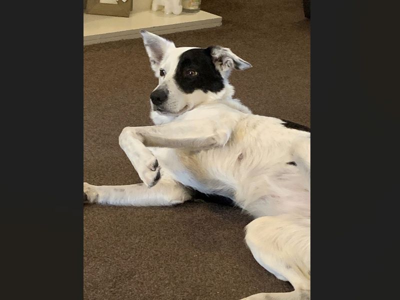 undefined | Collie (Border) | undefined - 6