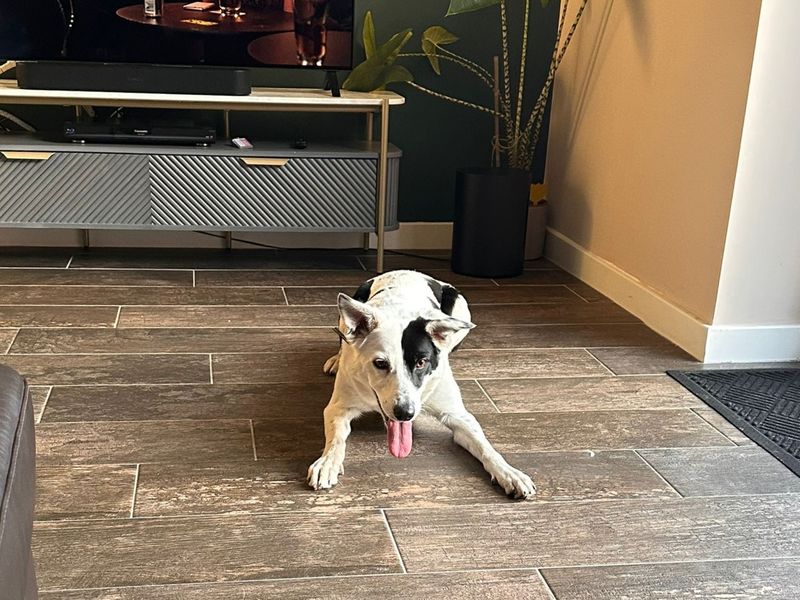 Starlight, a 6 years old female Collie available for adoption from Dogs Trust in Basildon, Essex