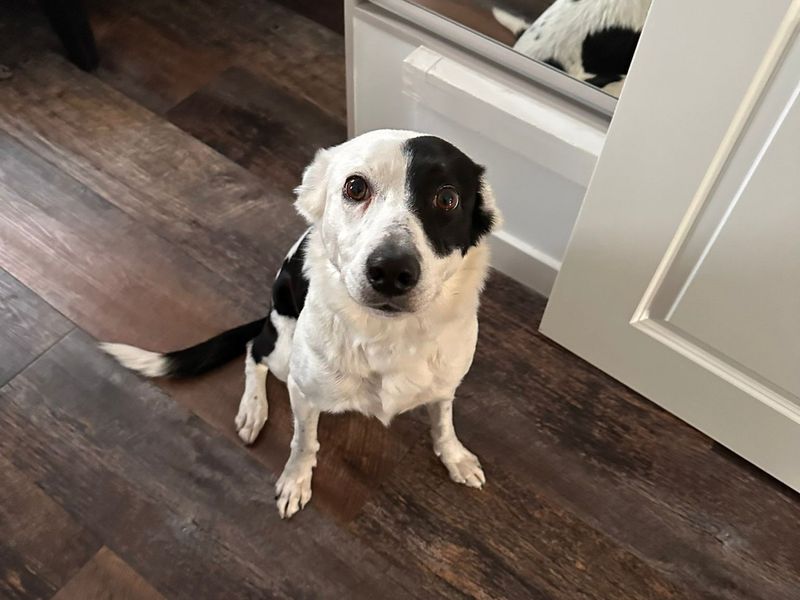 undefined | Collie (Border) | undefined - 11