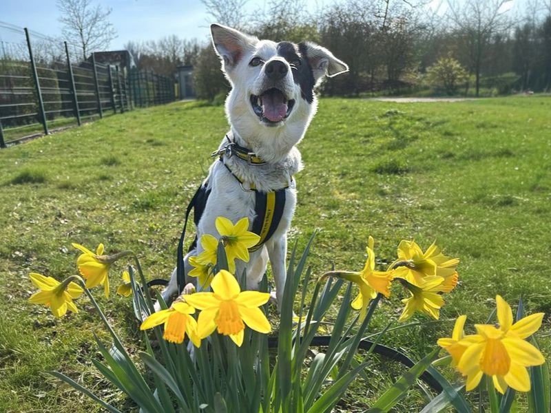 Starlight | Collie (Border) | Basildon (Essex) - 1