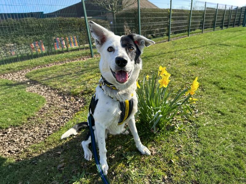undefined | Collie (Border) | undefined - 2