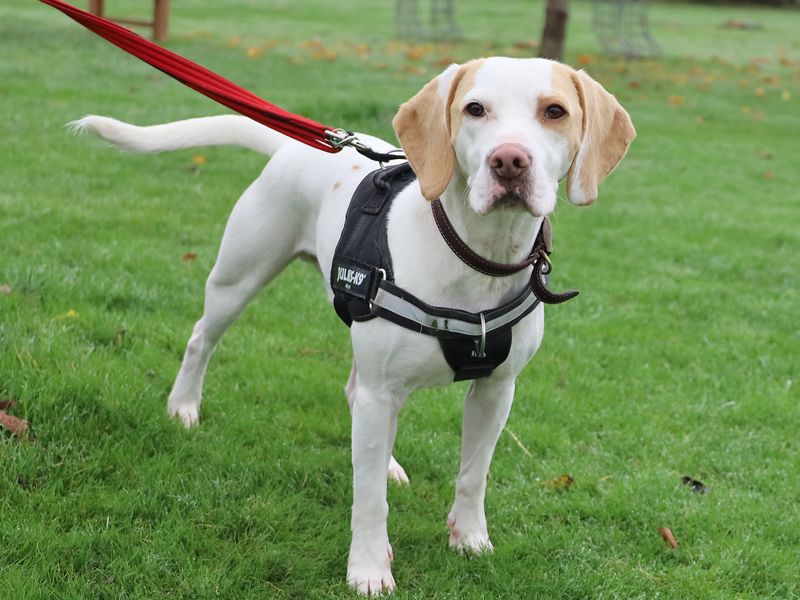 Beagle for adoption in Leeds, West Yorkshire – 1 year old - Image 2 of 3