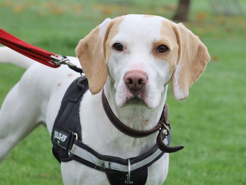 Beagle for adoption in Leeds, West Yorkshire – 1 year old - Image 3 of 3