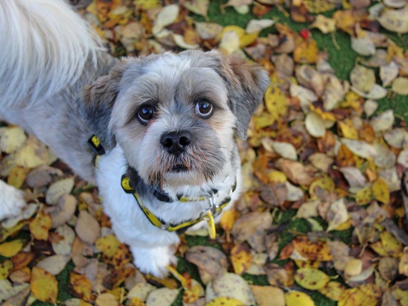 Hudson | Lhasa Apso | Glasgow - 1