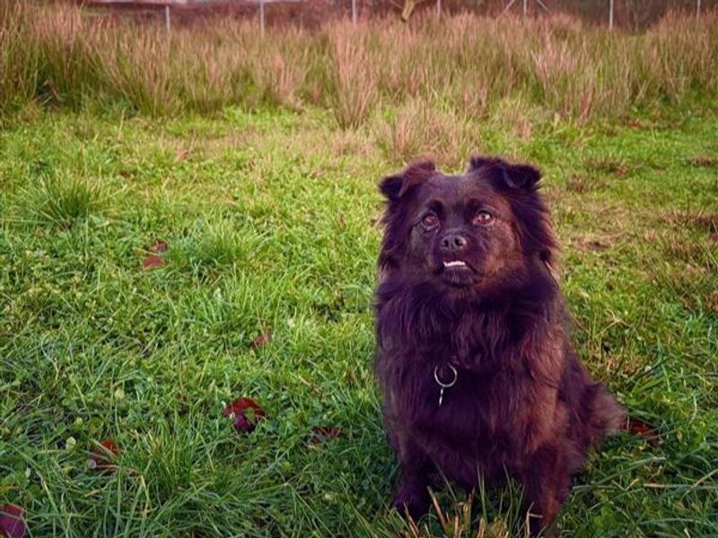 Pomeranian for adoption in Ballymena, Co Antrim – 5 years old - Image 2 of 3