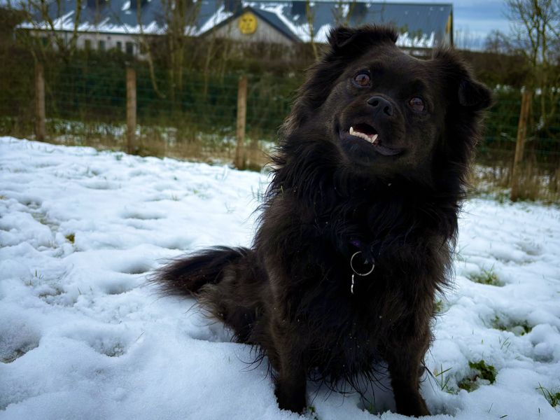 Pomeranian for adoption in Ballymena, Co Antrim – 5 years old - Image 3 of 3