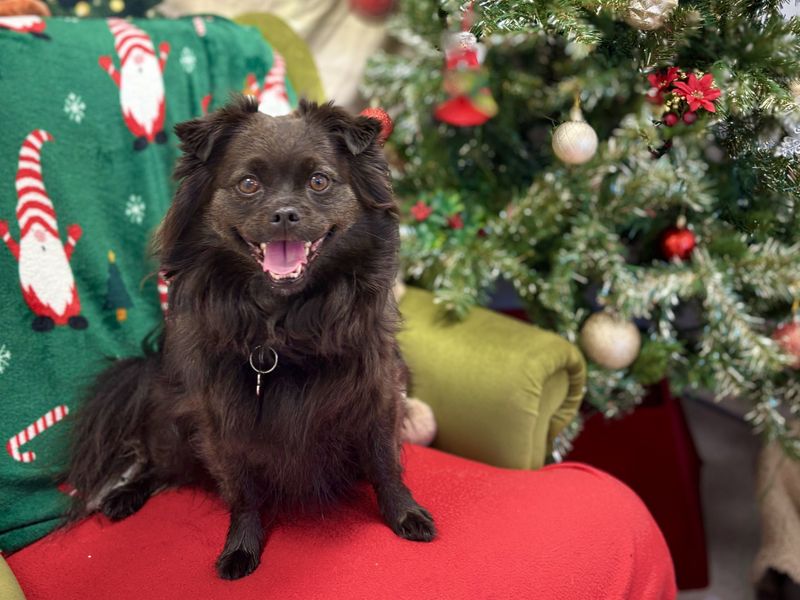 Shih Tzu Dogs And Puppies For Adoption